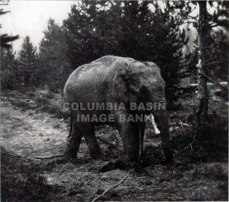The Great Elephant Hunt